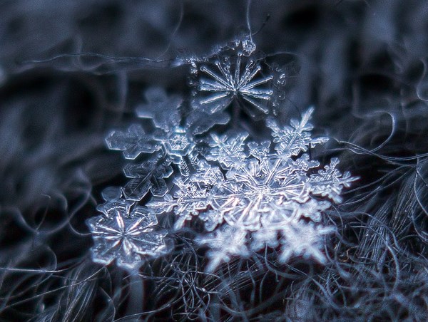 fotografias macro de copos de nieve